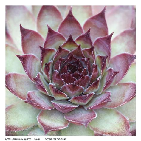 Art Print: Sempervivum Florette by Avison: 6x6in