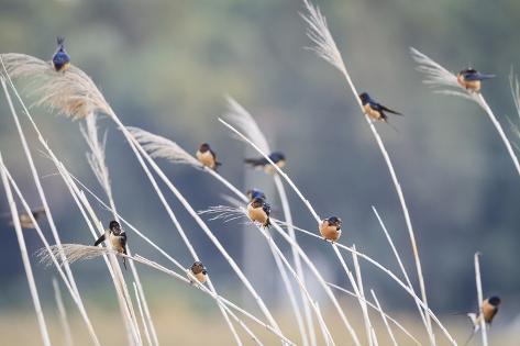Photographic Print: Barn Swallow (Hirundo Rustica) Group Of Different Subspecies Resting Together. Israel by Oscar Dominguez: 24x16in