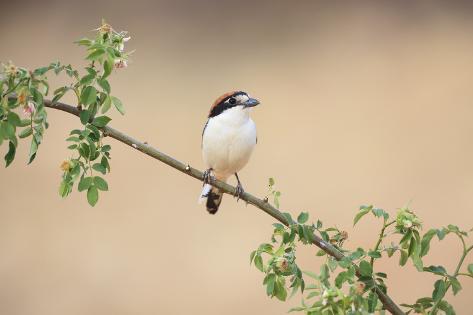 Photographic Print: Female Woodchat Shrike (Lanius Senator) Perched On Branch. Lleida Province. Catalonia. Spain by Oscar Dominguez: 24x16in