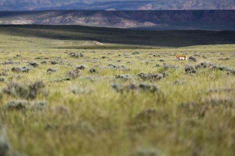 Photographic Print: A Solitary Pronghorn Alone In The High Desert, Mcculloch Peaks Horse Management Area, Wyoming by Mike Cavaroc: 24x16in