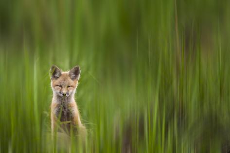 Photographic Print: A Fox Kit Stares At The Photographer Only To Go Cross-Eyed In The Process, Eagle, Colorado by Jay Goodrich: 24x16in