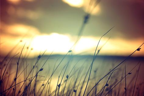Photographic Print: Wild Grasses at Golden Summer Sunset Vintage Landscape Background. by Cienpies Design: 24x16in