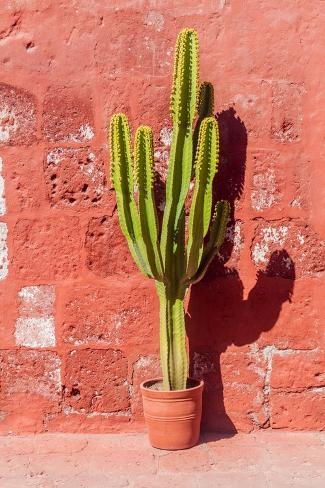 Photographic Print: Cactus in Santa Catalina Monastery in Arequipa, Peru by Matyas Rehak: 24x16in