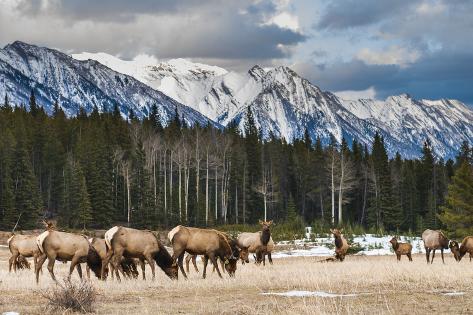 Photographic Print: Wild Mountain Elk, Banff National Park Alberta Canada by BGSmith: 24x16in