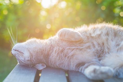 Photographic Print: Playful Domestic Cat Lying on Wooden Bench with Bent Paws. Shot in Backlight at Sunset. Very Shallo by Fabio Lamanna: 24x16in