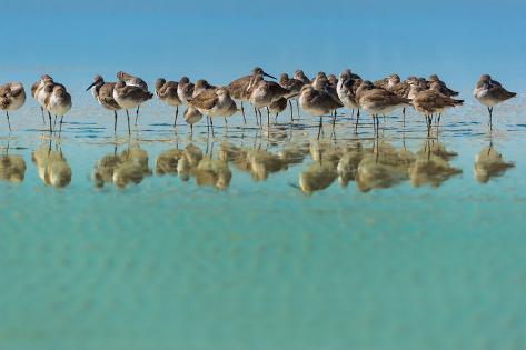 Photographic Print: Group of Willets Reflection on the Beach Florida's Wildlife by Kris Wiktor: 24x16in