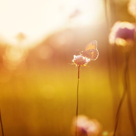 Photographic Print: Orange Butterfly Seating on Wild Pink Flower in Field at Evening Sunshine. Nature Outdoor Autumn Vi by nature photos: 16x16in