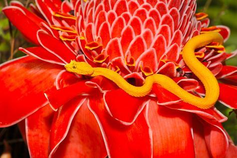 Photographic Print: Venomous Yellow Eyelash Pit Viper on Red Plant, Arenal, Costa Rica, Latin America, Deadly Snake by worldswildlifewonders: 24x16i