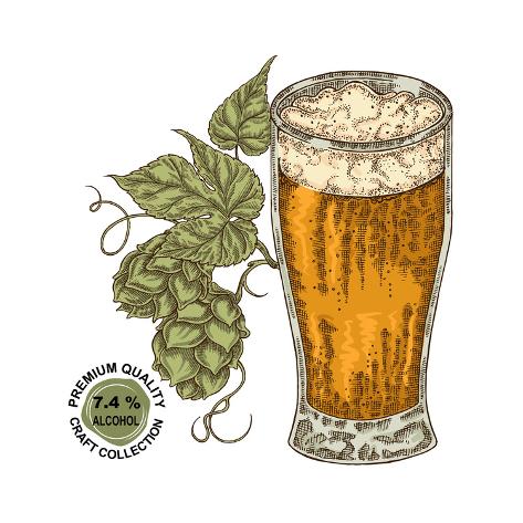 Art Print: Hand Drawn Beer Glass with Hops Plant. Alcohol Drink Sketch Vector Illustration by Jka: 12x12in