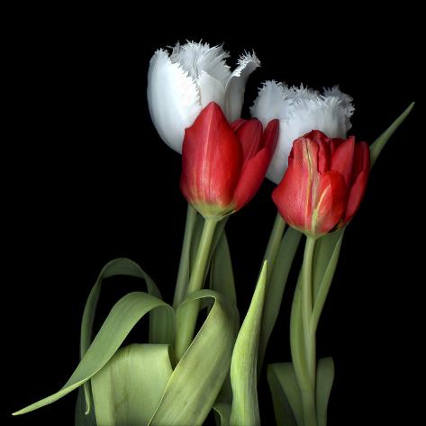 Photographic Print: Tulips From Amsterdam by Magda Indigo: 16x16in