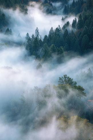 Photographic Print: Fog Wonderland Abstract Mount Hood Wilderness Sandy Oregon Pacific Northwest by Vincent James: 24x16in