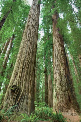 Photo: Redwoods Forest I by Alan Majchrowicz: 24x16in