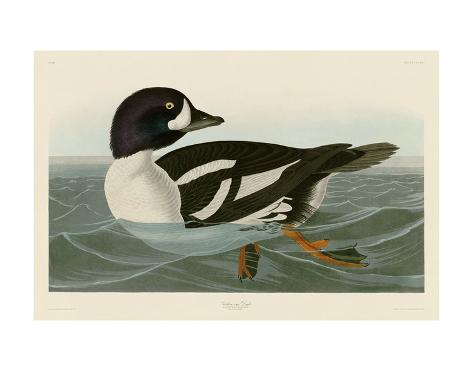 Art Print: Golden-eye Duck by John James Audubon: 11x14in