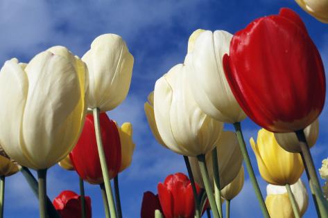 Photographic Print: Close Up Low Angle View Of Colorful Tulips Against A Blue Sky by Ron Koeberer: 24x16in