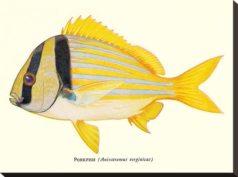 Stretched Canvas Print: Porkfish by Found Image Press: 18x24in