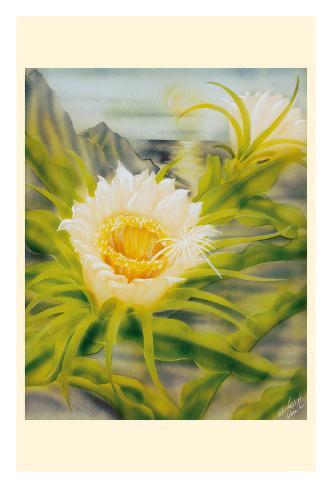 Giclee Print: Hawaii Night Blooming Cereus (Hylocereus Undatus) - Honolulu Queen of the Night by Ted Mundorff: 44x30in