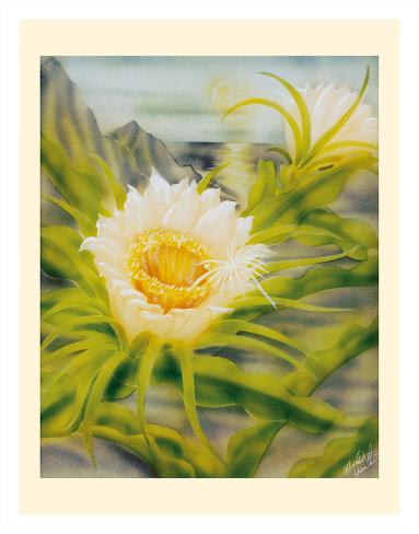 Giclee Print: Hawaii Night Blooming Cereus (Hylocereus Undatus) - Honolulu Queen of the Night by Ted Mundorff: 14x11in