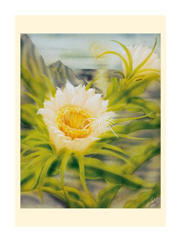 Premium Giclee Print: Hawaii Night Blooming Cereus (Hylocereus Undatus) - Honolulu Queen of the Night by Ted Mundorff: 24x18in