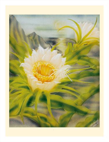 Giclee Print: Hawaii Night Blooming Cereus (Hylocereus Undatus) - Honolulu Queen of the Night by Ted Mundorff: 26x20in