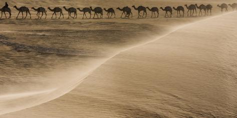 Photographic Print: Salt caravan, Sahara Desert, Mali by Art Wolfe: 24x12in