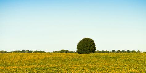 Photographic Print: Scenic view of lone tree in canola field, Ontario, Canada: 24x12in