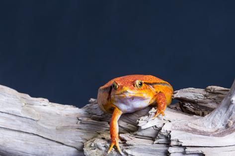 Photographic Print: Close-up of a Tomato frog on tree stump: 24x16in