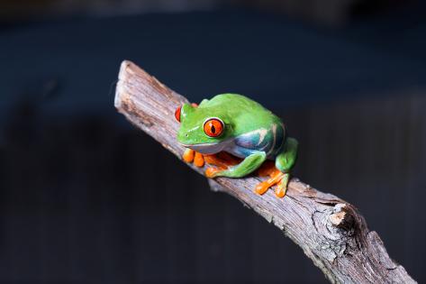 Photographic Print: Red-eyed tree frog (Agalychnis callidryas) on branch: 24x16in