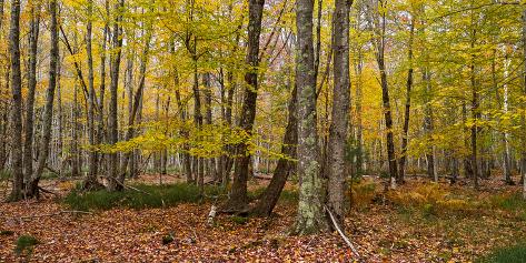 Photographic Print: Trees in forest during autumn, Mount Desert Island, Acadia National Park, Hancock County, Maine. : 24x12in