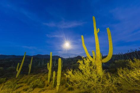 Photographic Print: Full moon on saguaro cactus (Carnegiea gigantea), Sweetwater Preserve, Tucson, Arizona, United Stat by Michael Nolan: 36x24in