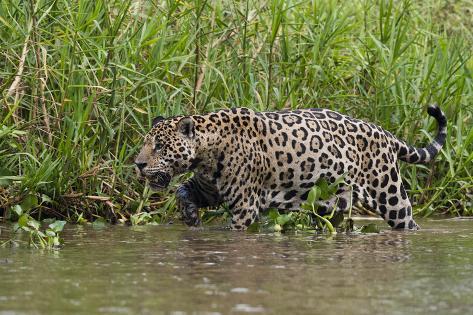 Photographic Print: A jaguar (Panthera onca) walking along Cuiaba River bank, Pantanal, Mato Grosso, Brazil, South Amer by Sergio Pitamitz: 36x24in