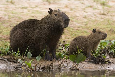 Photographic Print: Adult and young capybara (Hydrochaeris hydrochaeris) on Cuiaba River bank, Pantanal, Mato Grosso, B by Sergio Pitamitz: 36x24in