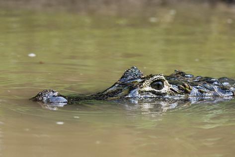 Photographic Print: Yacare caiman (Caiman crocodylus yacare), Rio Negrinho, Pantanal, Mato Grosso, Brazil, South Americ by Sergio Pitamitz: 36x24in