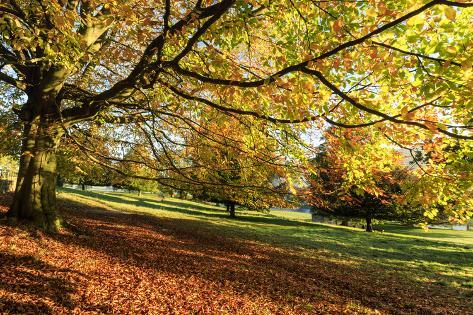 Photographic Print: Autumn (fall) colours, Chatsworth Park, stately home of the Duke of Devonshire, Chesterfield, Derby by Eleanor Scriven: 36x24in