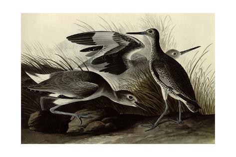 Giclee Print: Willets by John James Audubon: 24x16in