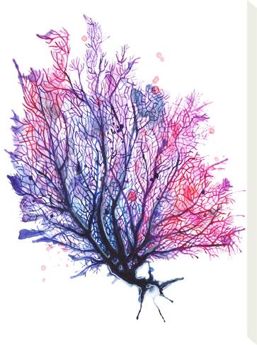 Stretched Canvas Print: Sea Fan Purple by Sam Nagel: 16x12in