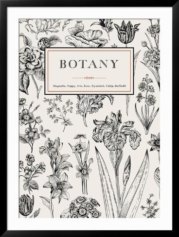 Framed Art Print: Botany. Vintage Floral Card. Vector Illustration of Style Engravings. Black and White Flowers. by Olga Korneeva: 47x36in