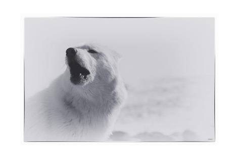 Giclee Print: White Wolf-2 by Gordon Semmens: 24x16in