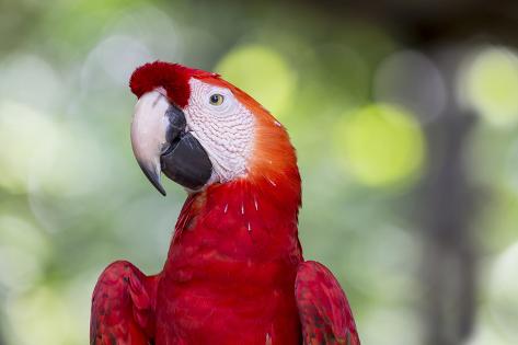 Premium Photographic Print: South America, Brazil, Amazon, Manaus, Headshot of a scarlet macaw. by Ellen Goff: 36x24in