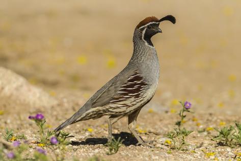 Premium Photographic Print: USA, Arizona, Sonoran Desert. Male Gambel's quail. by Jaynes Gallery: 36x24in