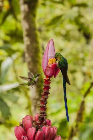 Premium Photographic Print: Ecuador, Tandayapa Bird Lodge. Hummingbirds on banana flower. by Jaynes Gallery: 36x24in