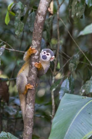 Premium Photographic Print: Brazil, Amazon, Manaus, Common Squirrel monkey in the trees. by Ellen Goff: 36x24in