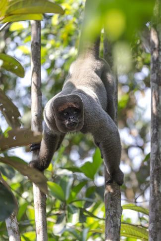 Premium Photographic Print: Brazil, Amazon, Manaus, Common woolly monkey hanging from the trees using its tail. by Ellen Goff: 36x24in