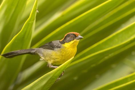 Premium Photographic Print: Ecuador, Nono. Rufous-naped bush-finch. by Jaynes Gallery: 36x24in