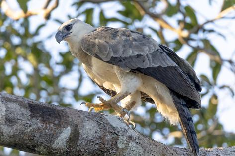 Premium Photographic Print: Brazil, Amazon, Manaus, Juvenile harpy eagle in its nesting tree. by Ellen Goff: 36x24in