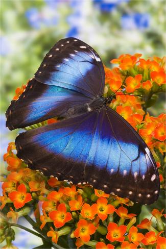 Premium Photographic Print: Blue Morpho Butterfly by Darrell Gulin: 36x24in