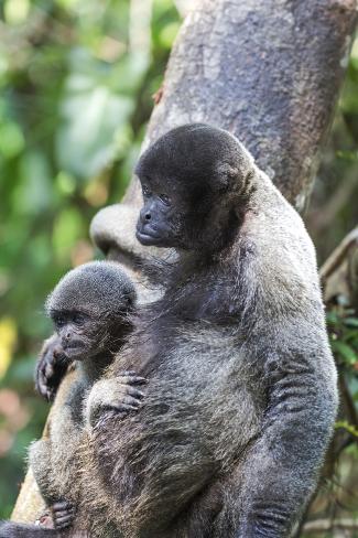 Premium Photographic Print: Brazil, Amazon, Manaus. Female common woolly monkey with baby. by Ellen Goff: 36x24in