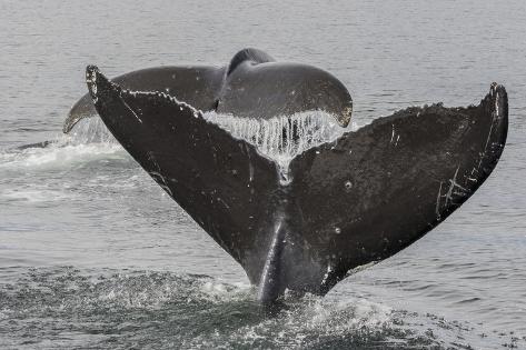 Premium Photographic Print: USA, Alaska, Tongass National Forest. Humpback whales diving. by Jaynes Gallery: 36x24in