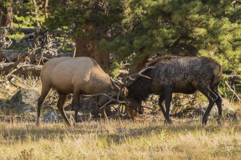 Premium Photographic Print: USA, Colorado, Rocky Mountain National Park. Male elks sparring. by Jaynes Gallery: 36x24in