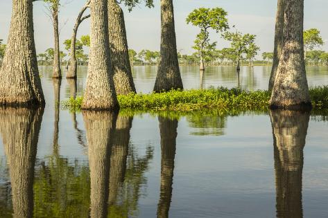 Premium Photographic Print: USA, Louisiana, Miller's Lake. Tupelo trees in lake. by Jaynes Gallery: 36x24in