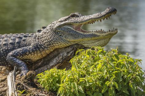 Premium Photographic Print: USA, Louisiana, Atchafalaya National Heritage Area. Alligator sunning on log. by Jaynes Gallery: 36x24in
